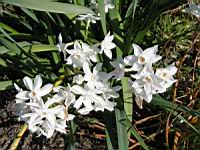 Narcissus Papyraceus (ss-esp Papyraceus) (fam Amaryllidacees) (Europe meridionale) (02) (Photo F. Mrugala)